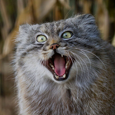 cloud_manul