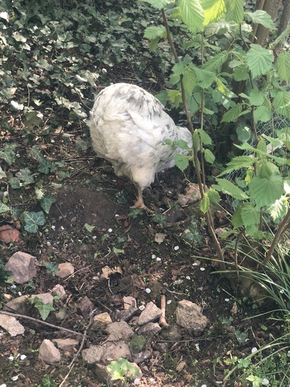 Foto von grau-weißer Henne Blechi von Hinten. Man sieht ihre plüschigen Daunen am Hintern, da sie keinen Schwanz hat. Ihr Kopf ist unten, da sie in die Futtersuche unter den weggescharrten Steinen vertieft ist. Drum herum Efeu, ein Busch, Steine und dunkle Erde. Alles im halbschattigen Bereich.
