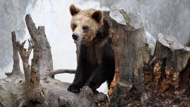Slovakia has approved a plan to cull up to 350 brown bears—nearly a quarter of its estimated population—following the confirmed death of a man in a bear attack. Authorities found the 59-year-old's body near the central town of Detva after he failed to return from a walk in the forest. Officials reported injuries consistent with a bear attack and discovered signs of a nearby den.