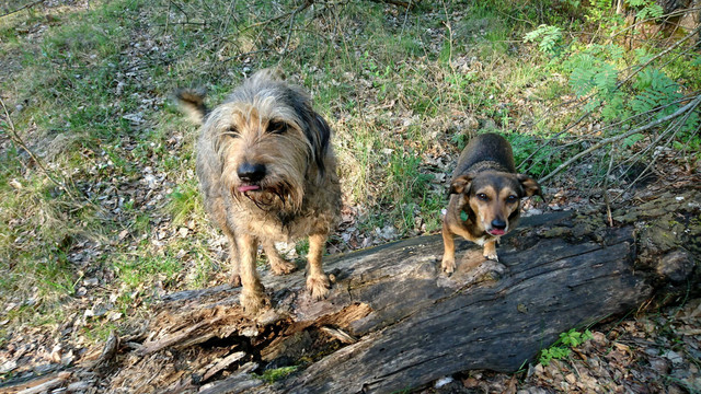 Two dogs stading on a decaying log lying across a narrow path in a forest. The larger dog is shaggy, the other has short hair. They're staring at the camera and waiting for something.