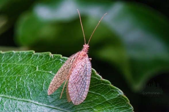 Macro photo of a Brown Lacewing perched up on the side of a leaf, looking out into the great expanse of empty space between here and the next branch way over there.