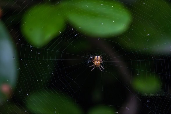 Macro photo of a tiny spider in a tiny web against a blurry background of plants. The spider couldn’t have been taller than 2mm.