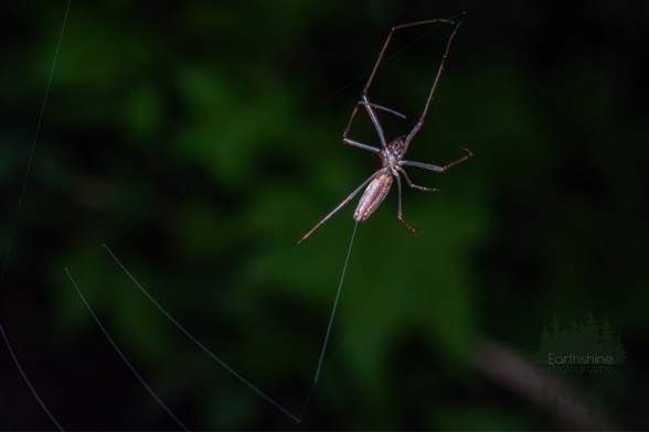 I’m not 100% sure what type of spider this is but my guess is it’s a juvenile orb weaver or garden spider. It was busy making its web and had no time to spend worrying about me with my camera.