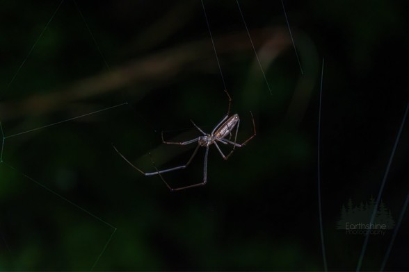Same spider as picture number 2 busy making its web for the night in hopes of catching dinner.