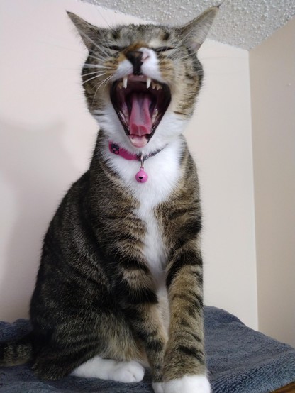 A young tabby cat with white markings, named Pax, is sitting upright on a grey towel on top of a desk cabinet.  Her mouth is wide open, revealing her pink tongue and her teeth.  One striped foreleg with a white mitten is crossed over the other.