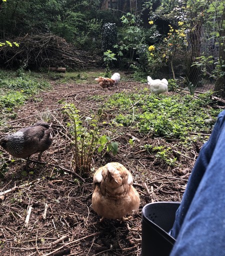 Das Bild zeigt eine Gruppe von Hühnern in einem grünen, offenen Bereich, der von Pflanzen und Zweigen bedeckt ist. Im Vordergrund steht ein Huhn mit einem braunen Gefieder, das direkt in die Kamera schaut. Hinter diesem Huhn sind weitere Hühner zu sehen, darunter ein weißes und ein braunes Huhn, die sich in der Umgebung bewegen. Der Boden ist mit trockenen Zweigen und Gras bedeckt. Im Hintergrund ist ein Zaun und ein Gebüsch mit gelben Blüten zu sehen. Ein Teil eines Menschen, vermutlich eine Jeans, ist im rechten Bildrand sichtbar.