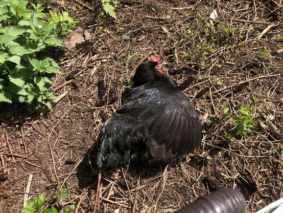Schwarze Henne Joli liegt seitlich auf dem Boden und hat den oberen Flügel abgespreizt. Ihr Gefieder glänzt türkisgrün im Sonnenlicht.