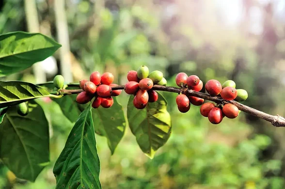 Un plant de café