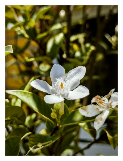 A white Wrightia antidysenterica (also known as coral swirl) flower.