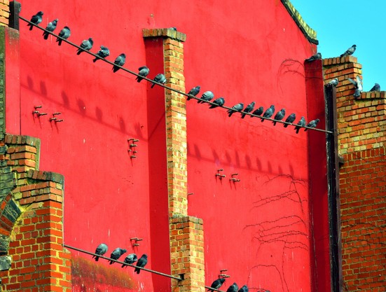 Birds perch on two parallel wires in front of a bright red wall and a brick building, casting sharp shadows in the sunlight.

Voegel sitzen auf zwei parallelen Draehten vor einer leuchtend roten Wand und einem Backsteingebaeude und werfen scharfe Schatten im Sonnenlicht.