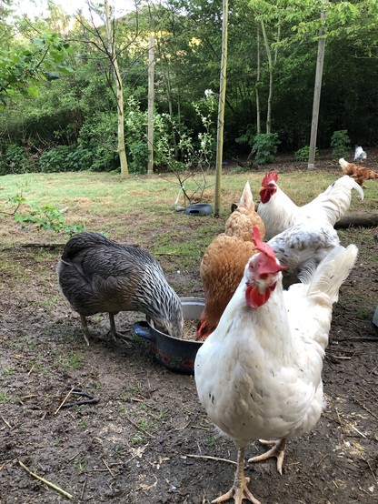 Das Bild zeigt eine Gruppe von Hühnern in einem Freilandbereich. Im Vordergrund sind vier Hühner zu sehen: ein graues Huhn mit schwarz-weißem Gefieder, ein braunes Huhn, einen weißen Hahn und ein weißes Huhn. Die Hühner sind um einen blauen Futterschüssel versammelt, in der sie fressen. Der Boden ist mit Erde und Gras bedeckt, und im Hintergrund sind Bäume und Sträucher zu sehen, die eine natürliche Umgebung schaffen. Einige Hühner sind im Hintergrund zu sehen, und es gibt auch einige Holzpfosten, die möglicherweise Teil eines Zauns sind. Die Szene wirkt friedlich und zeigt die Hühner in ihrem natürlichen Lebensraum.