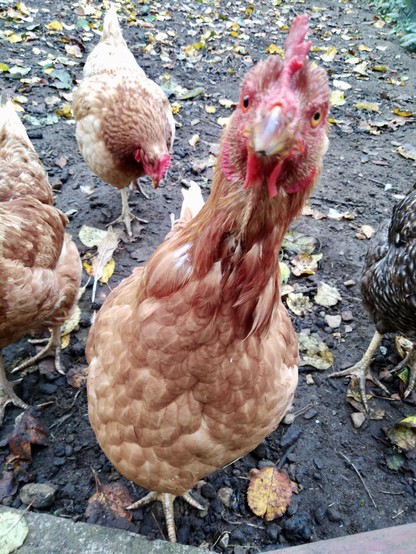 A brown hen looking straight out of the foto
Eine braune Henne guckt dich an