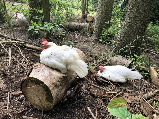 Das Bild zeigt zwei weiße Hühner in einem Freilandbereich, der von einem Drahtzaun umgeben ist. Ein Hahn sitzt auf einem abgeholzten Baumstamm, während ein Huhn auf dem Boden liegt. Beide Hühner haben rote Hälse und Federn. Der Boden ist mit Erde, Zweigen und Blättern bedeckt. Im Hintergrund sind weitere Hühner und Bäume zu sehen. Der Zaun ist aus Draht und verläuft durch den Bereich, der von Bäumen und Grünery umgeben ist.