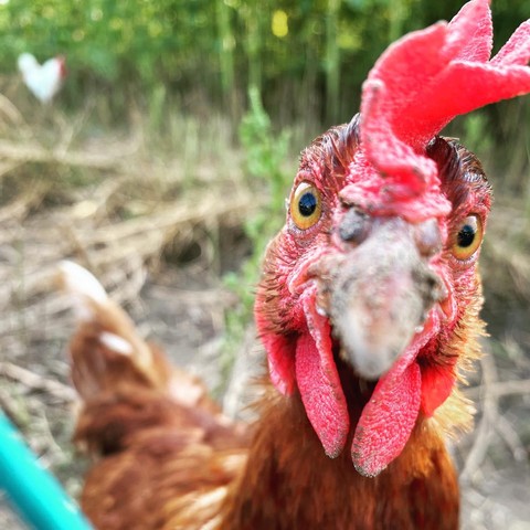 Das Bild zeigt ein Huhn im Vordergrund, das direkt in die Kamera schaut. Das Huhn hat rote Schnabellappen und leuchtend gelbe Augen. Im Hintergrund ist ein weiteres Huhn zu sehen, das unscharf ist und nur als Silhouette erkennbar ist. Der Hintergrund besteht aus grünen Pflanzen und trockenem Gras, was auf eine ländliche Umgebung hinweist. Die Farben im Bild sind warm und natürlich, mit einem Fokus auf das Huhn im Vordergrund.