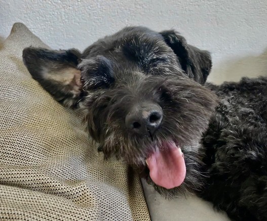 Foto: sleepy black dog with grey sprinkles squinting sleepily at the camera, rolling her tongue out.