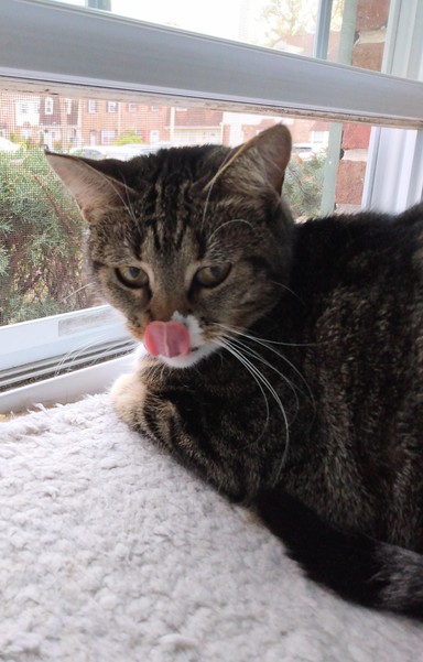 A little tabby cat with white markings is lying on a soft, fuzzy, white window shelf.  She is looking over her shoulder at the camera.  Her eyes are the color of amber.  Her pink tongue is sticking out, covering her nose.