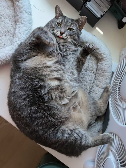 A photo looking down at a grey tabby cat sprawled on her back on a cat bed on a desk. She has all of her limbs up in the air and her back curved so her feet are at a right angle to her head. She has her tongue sticking out.
