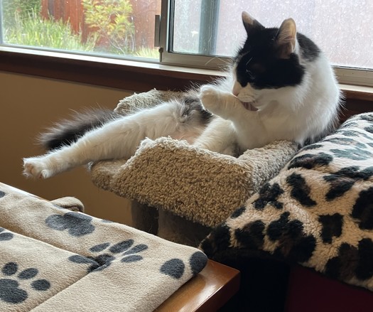 A medium-hair tuxedo cat, sitting on the top of a cat tree that's just window height, doing his grooming on one of his front paws.