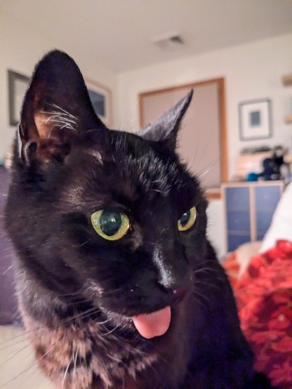 black cat with yellow eyes sticking tongue out