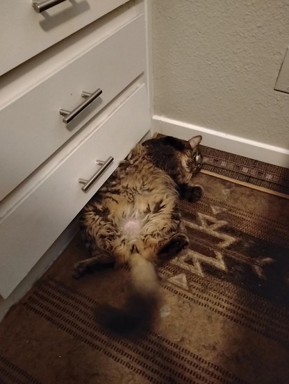 Goobie [cat] laying on her back with her fluffy belly showing.