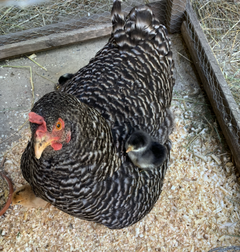 Ein chwarzweiß, gefiedertes Huhn mit einen Küken auf den Federn.