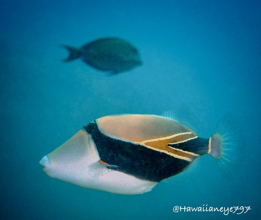 An oblong fish, white below and golden above, with a black mask wrapping around its body. It has arrowhead-shaped wedge markings on its tail.