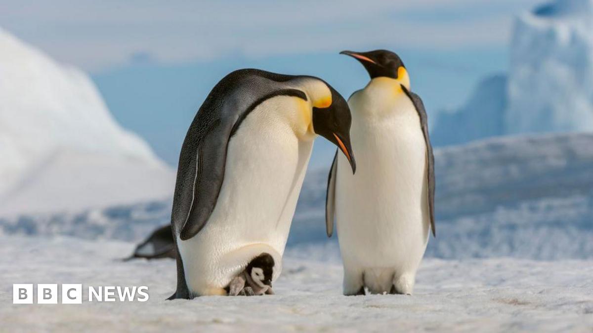 Two emperor penguins standing on ice. The penguin on the left has a chick at its feet.
