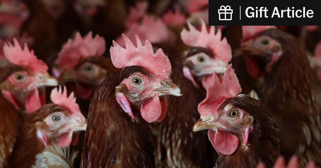 Veterinarians with experience containing bird flu said letting the virus sweep through poultry flocks unchecked would be inhumane and dangerous, and have enormous economic consequences.