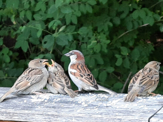 A family of sparrows sits in the focus of the shot. 2 chicks that want to be fed open their beaks. One parent sits in front of the two, neck stretched out, the other a little to the side, on the right, with their backs to the viewer. In the background the lush green of bushes.