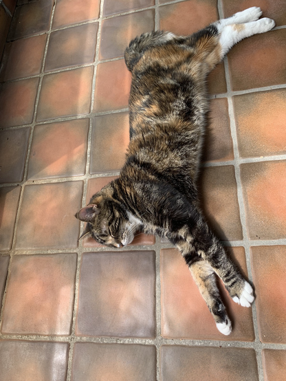 Dreifarbige (braun, rot, weiß) Tigerkatze, liegt auf den in verschiedenen Brauntönen schattierten Fliesen und schläft. Sie liegt langgestreckt auf der Seite, ihre weißen Pfötchen nach vorne und die weißen Hinterpfoten weit nach hinten gestreckt. Fast schon die perfekte Tarnung
