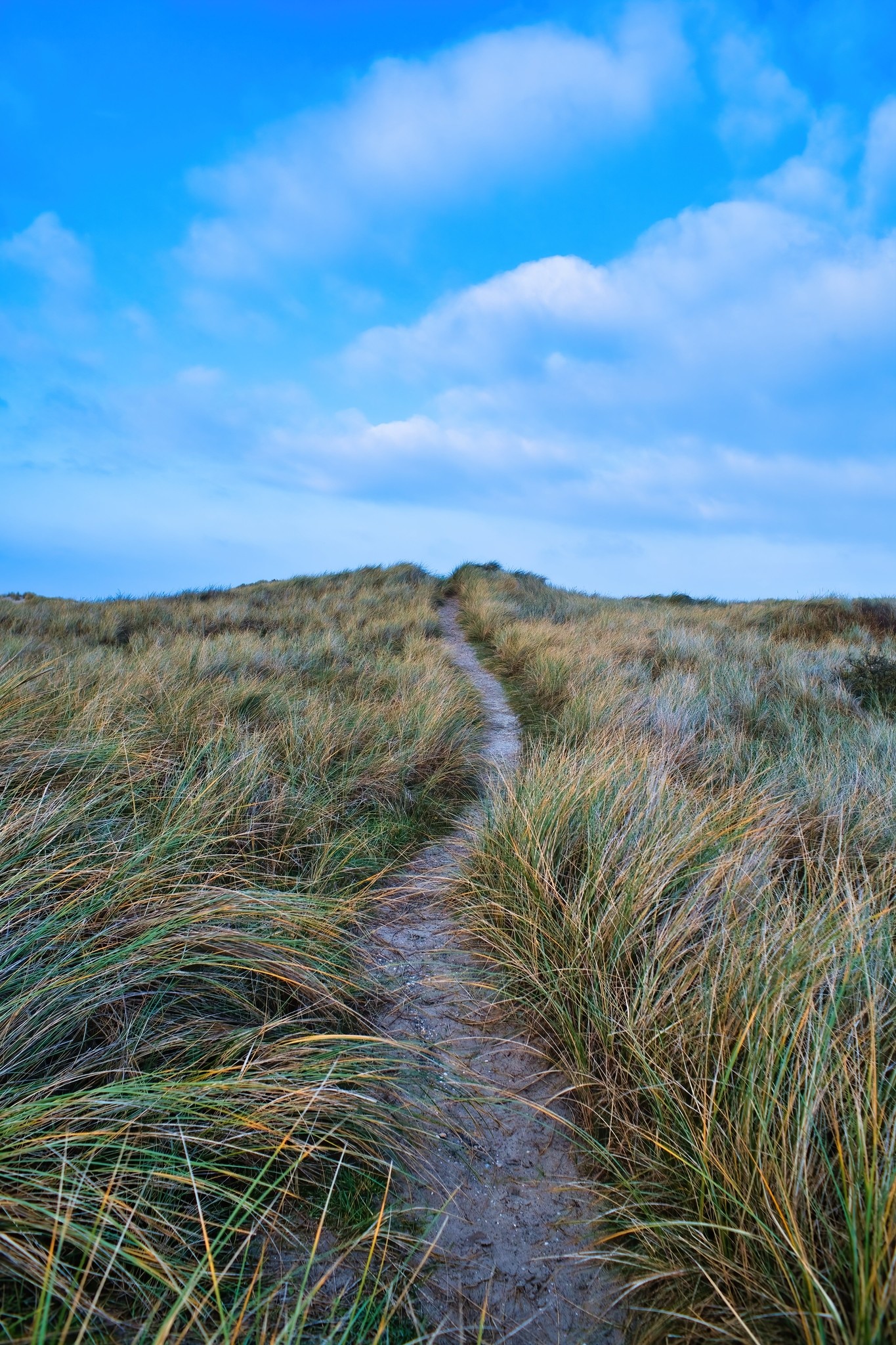Hochkant-Foto von einem leicht gewundenen Pfad aus Sand, der links und rechts von hohem Dünengras gesäumt ist. Der Pfad steigt ein paar Meter eine Düne hoch und fällt hinter dem Horizont wieder tiefer. Der Himmel ist blau und bewölkt. Hochkant-Foto von einem leicht gewundenen Pfad aus Sand, der links und rechts von hohem Dünengras gesäumt ist. Der Pfad steigt ein paar Meter eine Düne hoch und fällt hinter dem Horizont wieder tiefer. Der Himmel ist blau und bewölkt.