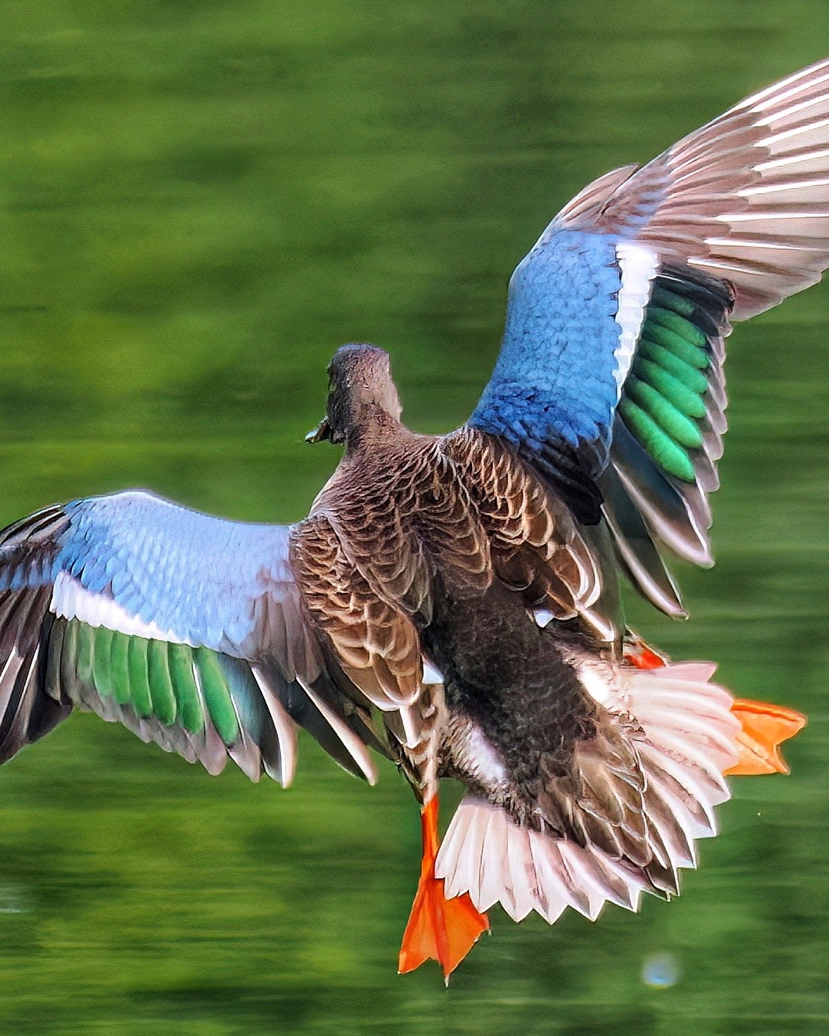 Löffelente im Flug von hinten mit ausgebreiteten Flügeln mit kräftigen Farben blau und grün, braunen Rücken- und Schwanzfedern und orangenen Schwimmfüßen.