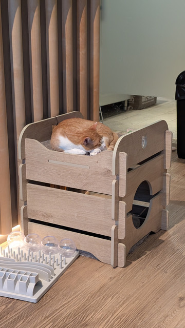 Ein orange-weißer Kater liegt zusammengerollt auf einer hellen Holzkiste im Gastraum. 