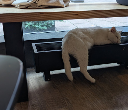 Eine schneeweiße Katze liegt lang auf einem schwarzen Heizkörper unter einer Sitzbank für Gäste. Eines ihrer Hinterbeine hängt seitlich herunter. 