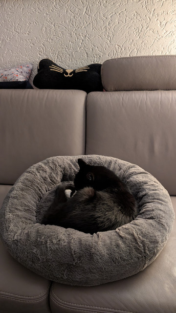 Unser schwarzer Kater Baghira liegt eingerollt im grauen Katzenkissen, das meine Frau erst vor wenigen Minuten vom Einkauf mitgebracht hat hat. 