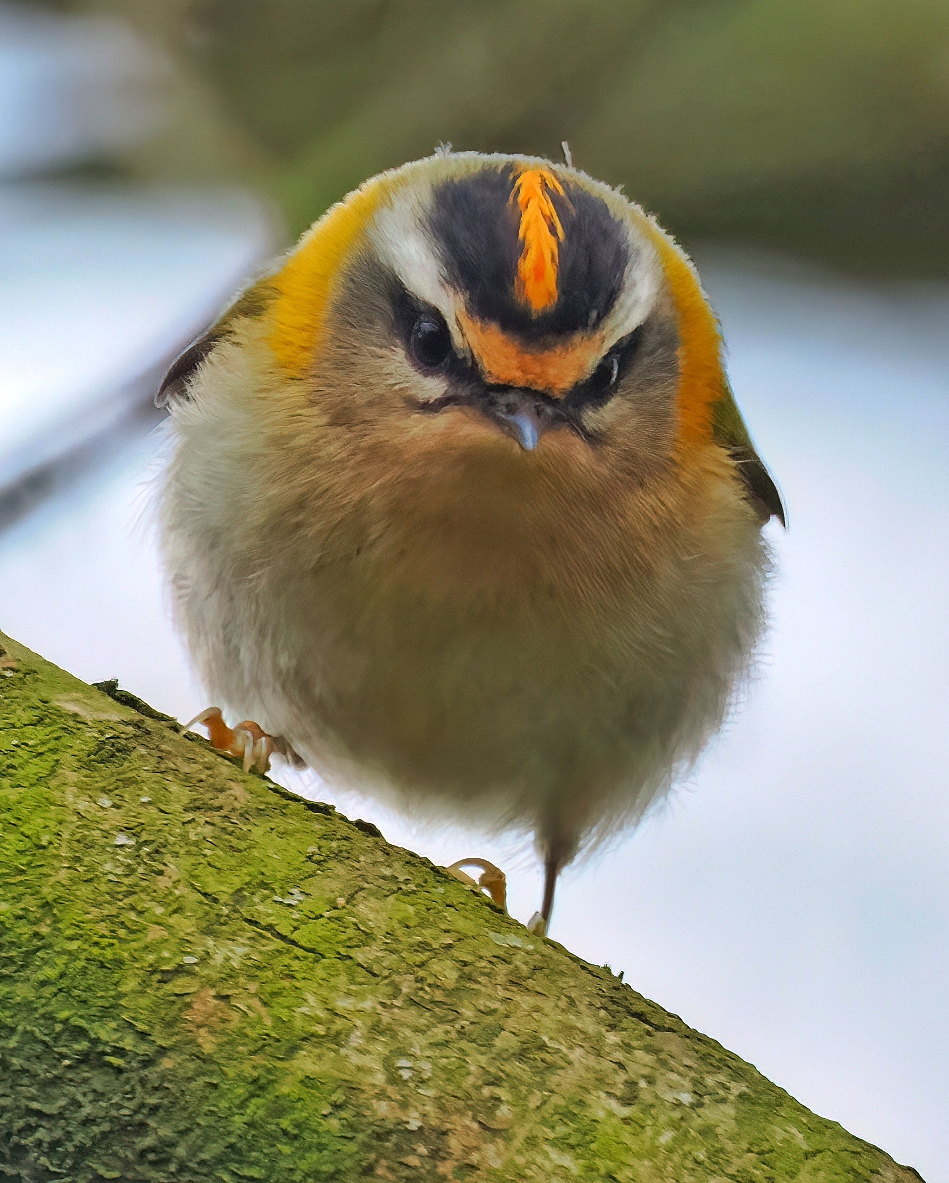 Sommergoldhähnchen auf einem Ast. Ansicht von vorne.