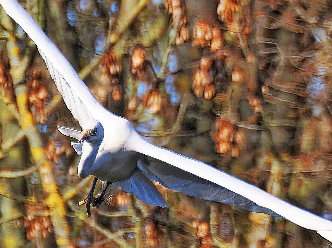 Silberreiher fliegt auf mich zu. Die Flügel gehen diagonal von der linken oberen zur rechten unteren Ecke. Hintergrund Bäume.