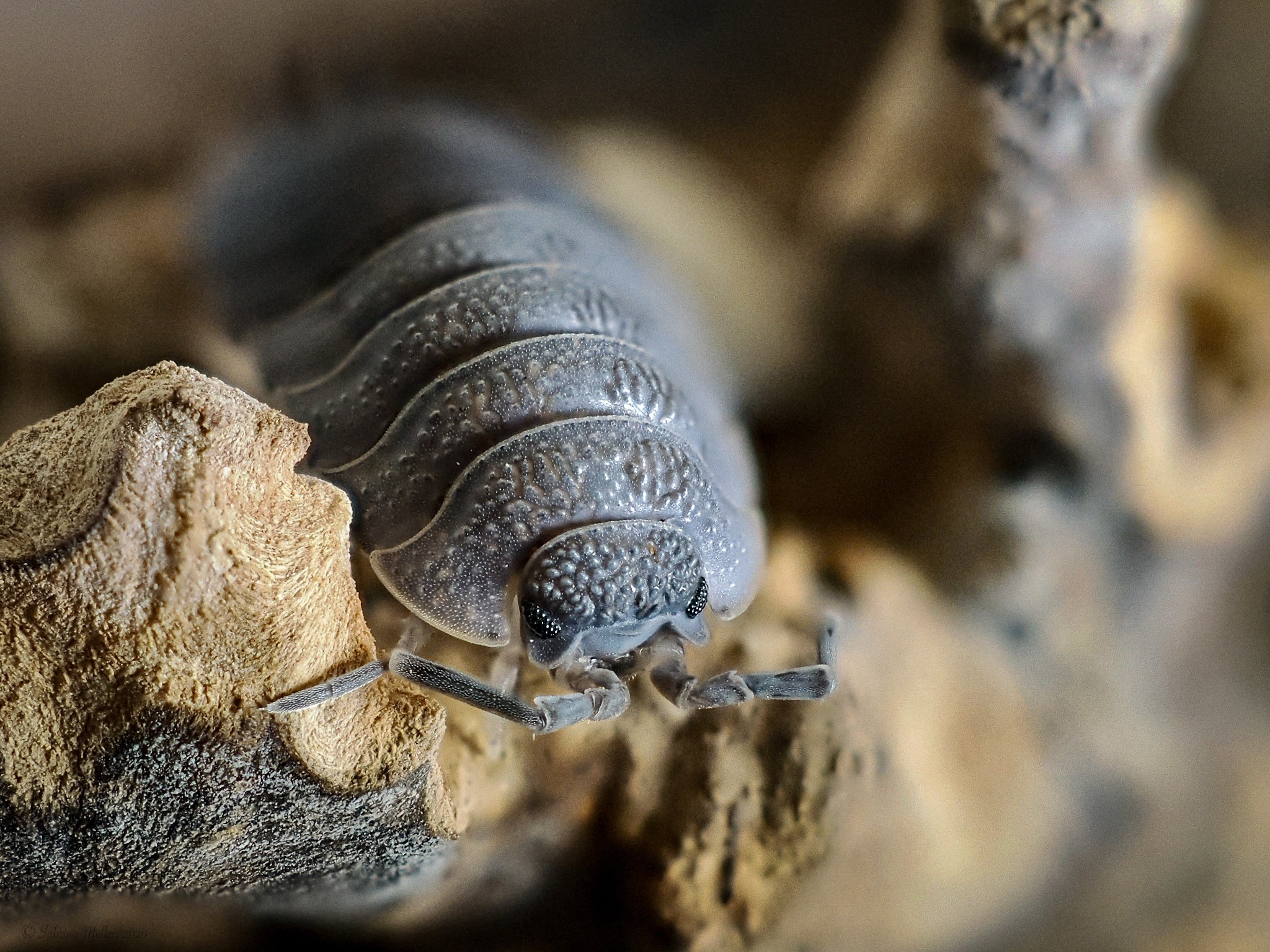 A close-up image of a light gray pillbug resting on a textured surface. The pillbug's segmented body is visible, showing its rounded shape and small legs.