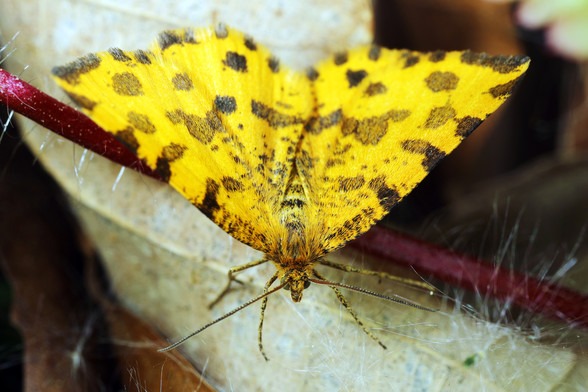 Posted media