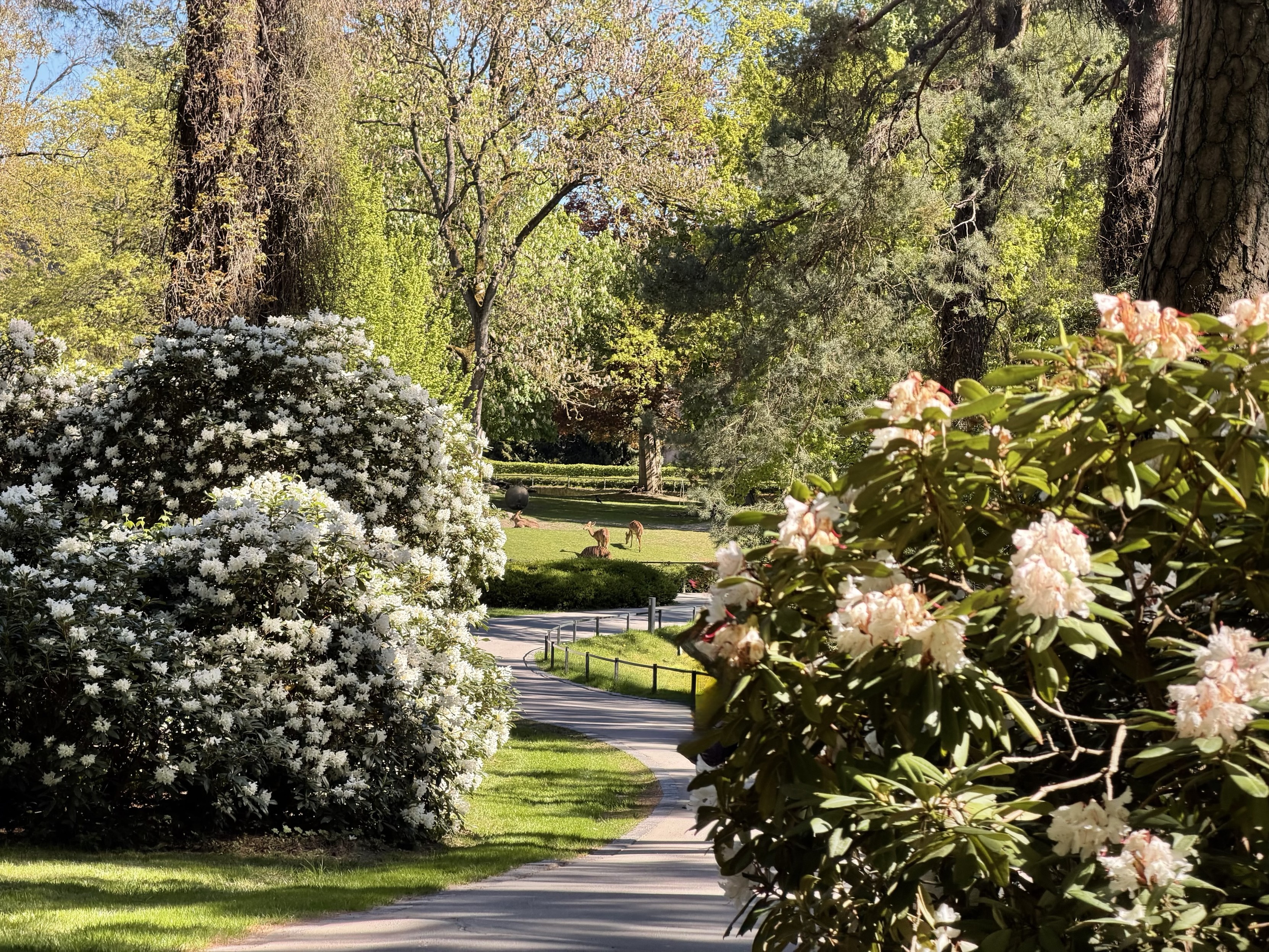 Eine ruhige Parkszene mit einem gewundenen Weg, umgeben von üppigem Grün und blühenden weißen Rhododendren. Im Hintergrund sind Antilopen zu sehen, die unter einem klaren blauen Himmel zwischen Bäumen und Sträuchern grasen.