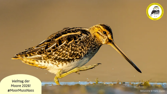 Bekassine im Flachwassser in Seitenansicht. Der Schnabel zeigt schrägt nach rechts unten, der rechte Fuß ist gehoben. Der Hintergrund ist bräunlich. Der Vogel wird wahrscheinlich von einer tief stehenden Sonne angestrahlt. Unten links Textfeld Welttag der Moore 2026! Moor muss nass!