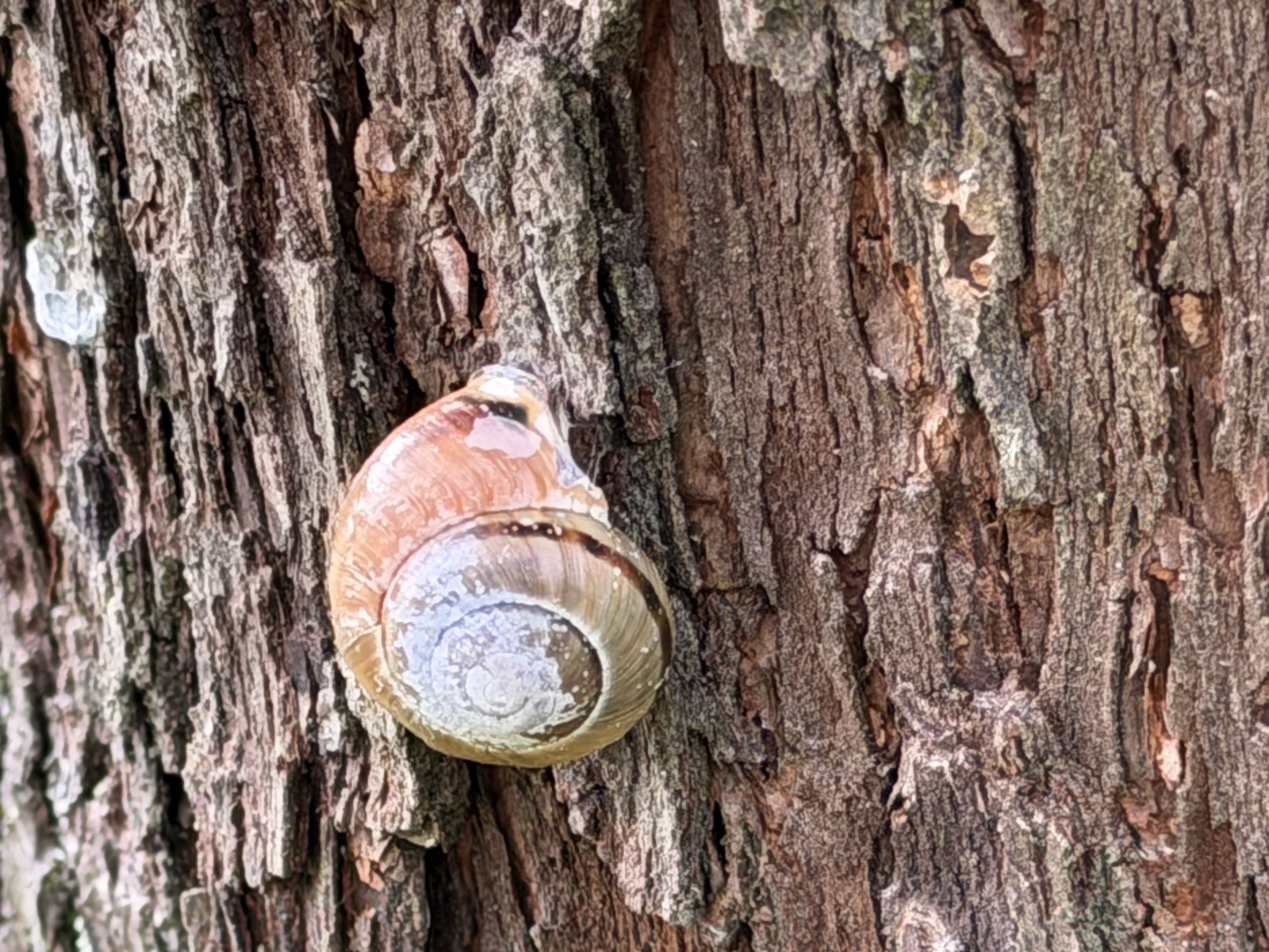 Eine Nahaufnahme einer Schnecke, die an der rauen Rinde eines Baumes klebt. Das Haus der Schnecke ist eine Mischung aus braunen und cremefarbenen Farben, die ihre spiralförmige Form vor dem strukturierten Hintergrund der Rinde zeigt. Sie war wohl gestern zu müde für den ganzen Aufstieg.