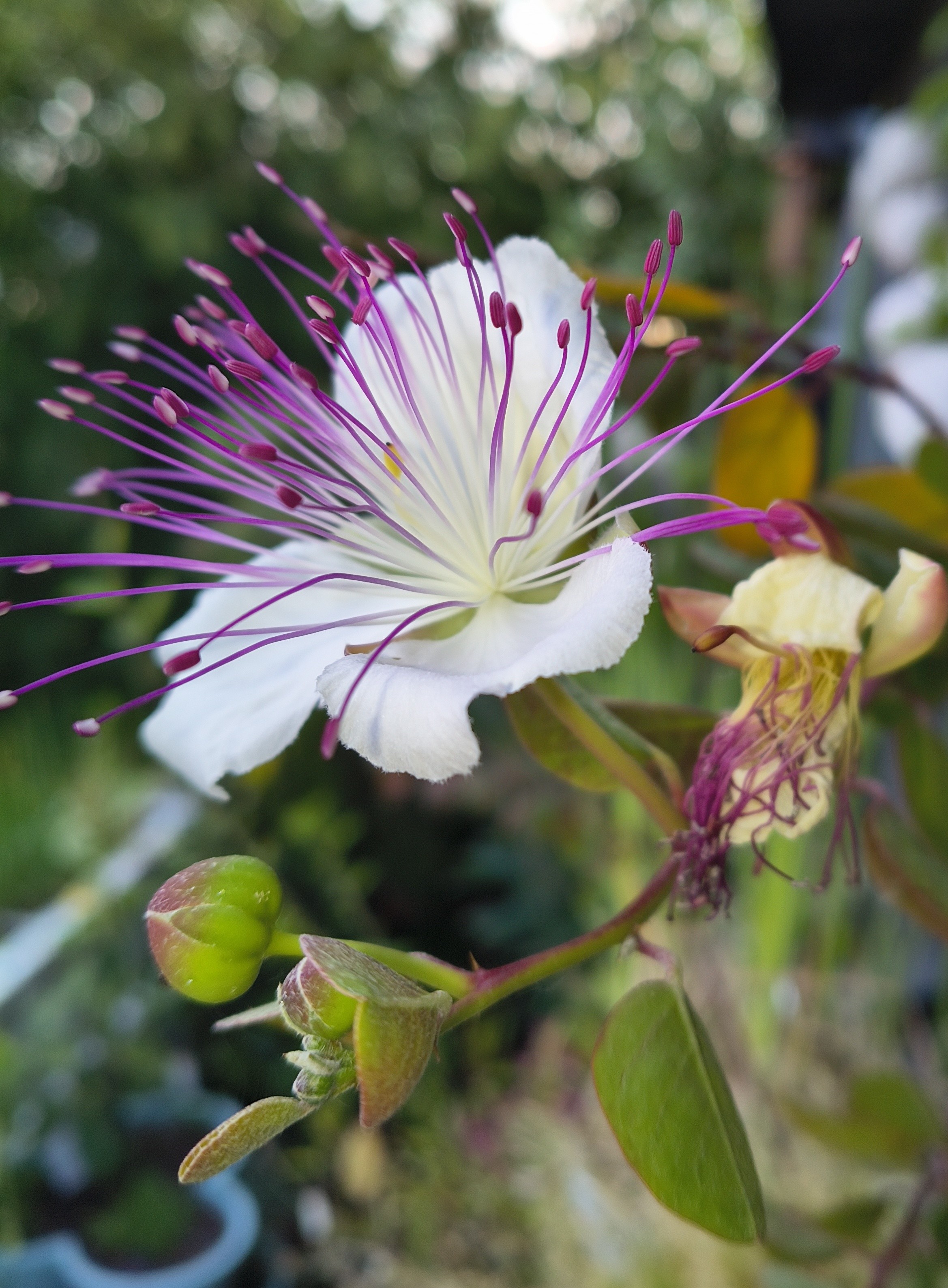 Blüte mit drei weißen Blütenblättern, weit offen. Innen ein Bündel von lila Staubgefäßen, das die Blätter überragt. Dahinter eine verblühte und davor eine Knospe: Die Kaper. Unscharfer grüngefleckter Hintergrund.