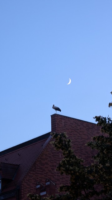 In der Dämmerung steht ein Weißstorch auf einem Bein auf einer Dach-Mauer. Direkt rechts über ihm ist der Mond als Sichel zu sehen.