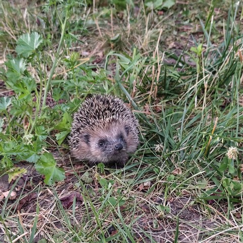 Ein kleiner Igel sitzt auf einer Wiese und schaut in die Kamera.