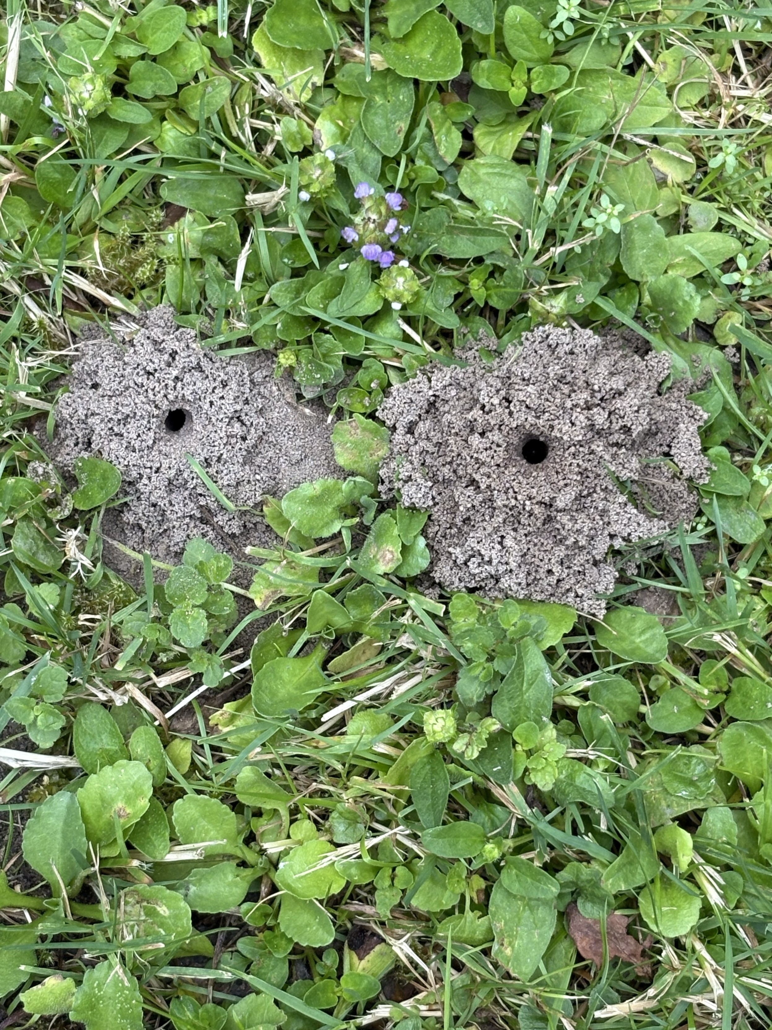 Zwei Hügel dunkler, strukturierter Erde mit kleinen Löchern befinden sich zwischen grünem Gras und Gänseblümchen. Kleine lila Blumen sind in der Nähe zu sehen.

Two mounds of dark, textured soil with small holes are situated among green grass and daisies. Small purple flowers are visible nearby.