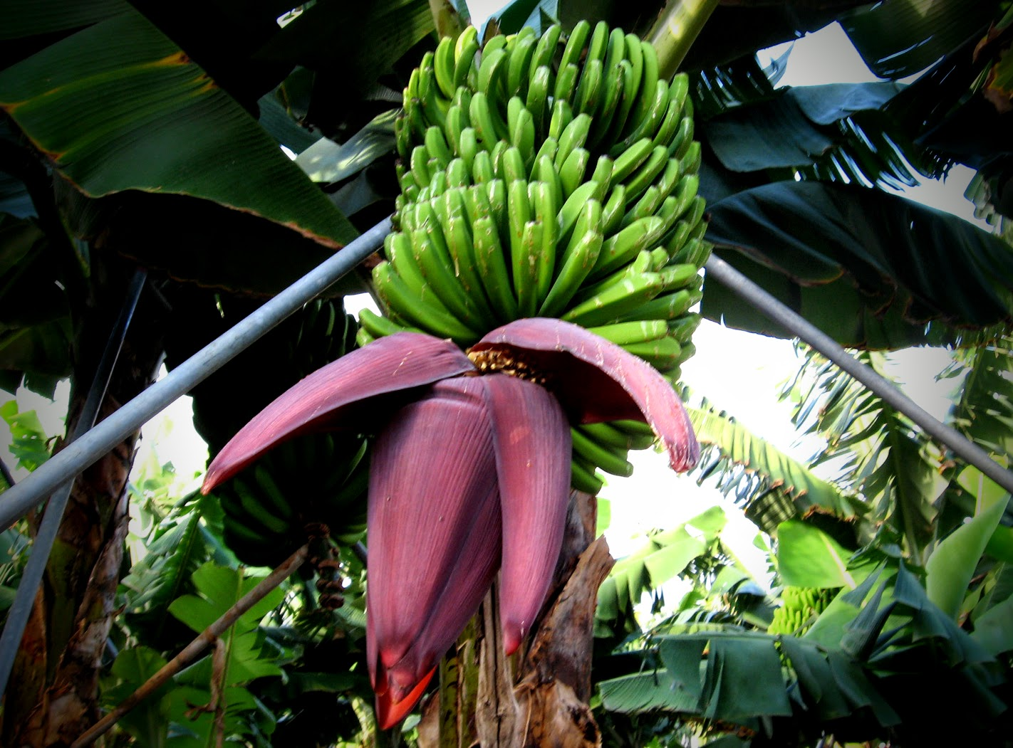 Nahaufnahme einer Bananenstaude mit mehreren dichten Büscheln noch unreifer, leuchtend grüner Bananen. Unter den Früchten hängt eine große, dunkelviolette bis purpurrote Bananenblüte mit kräftigen Hochblättern. Umgeben ist die Staude von großen, sattgrünen Bananenblättern, durch die Tageslicht fällt.