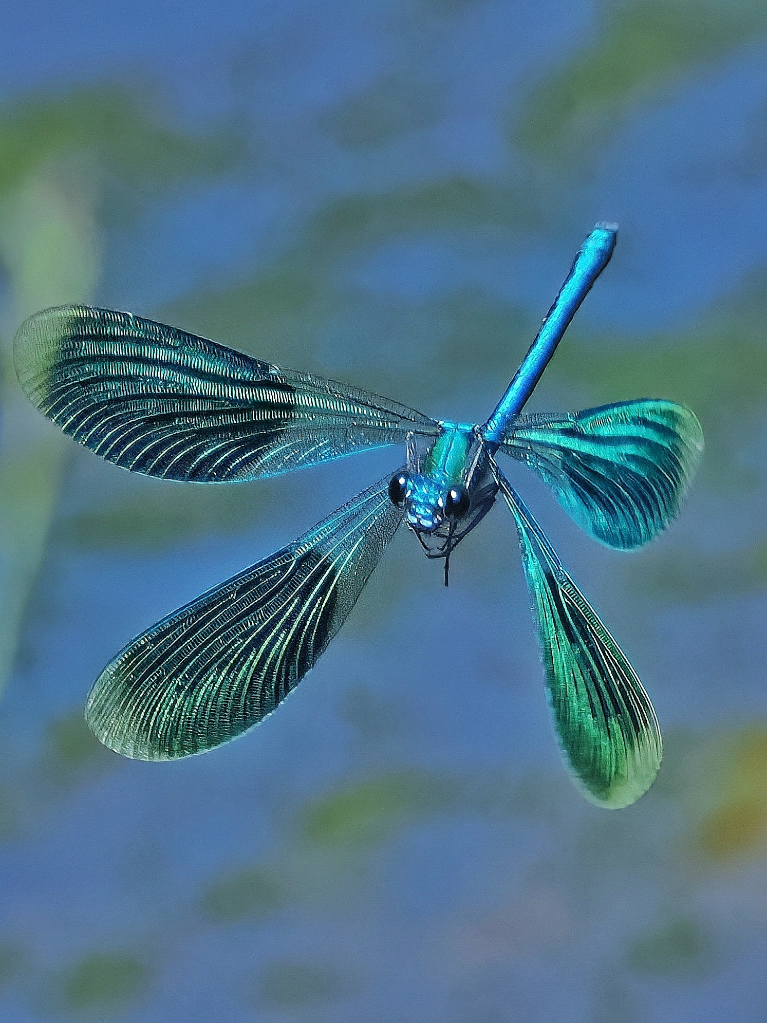 Blaue Libelle im Flug. Alle 4 Flügel sind ausgebreitet.
Hintergrund blau-grün.