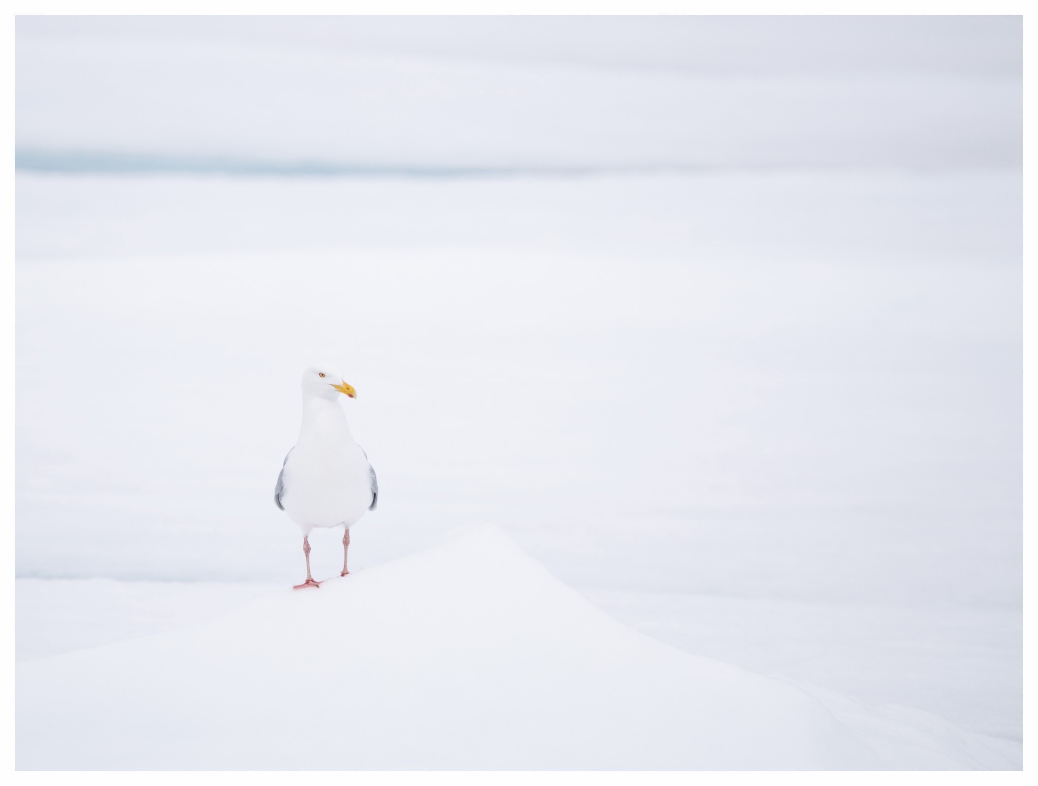 A solitary seagull stands atop a snowy mound, surrounded by a white, icy landscape. The scene conveys a tranquil, wintry atmosphere.