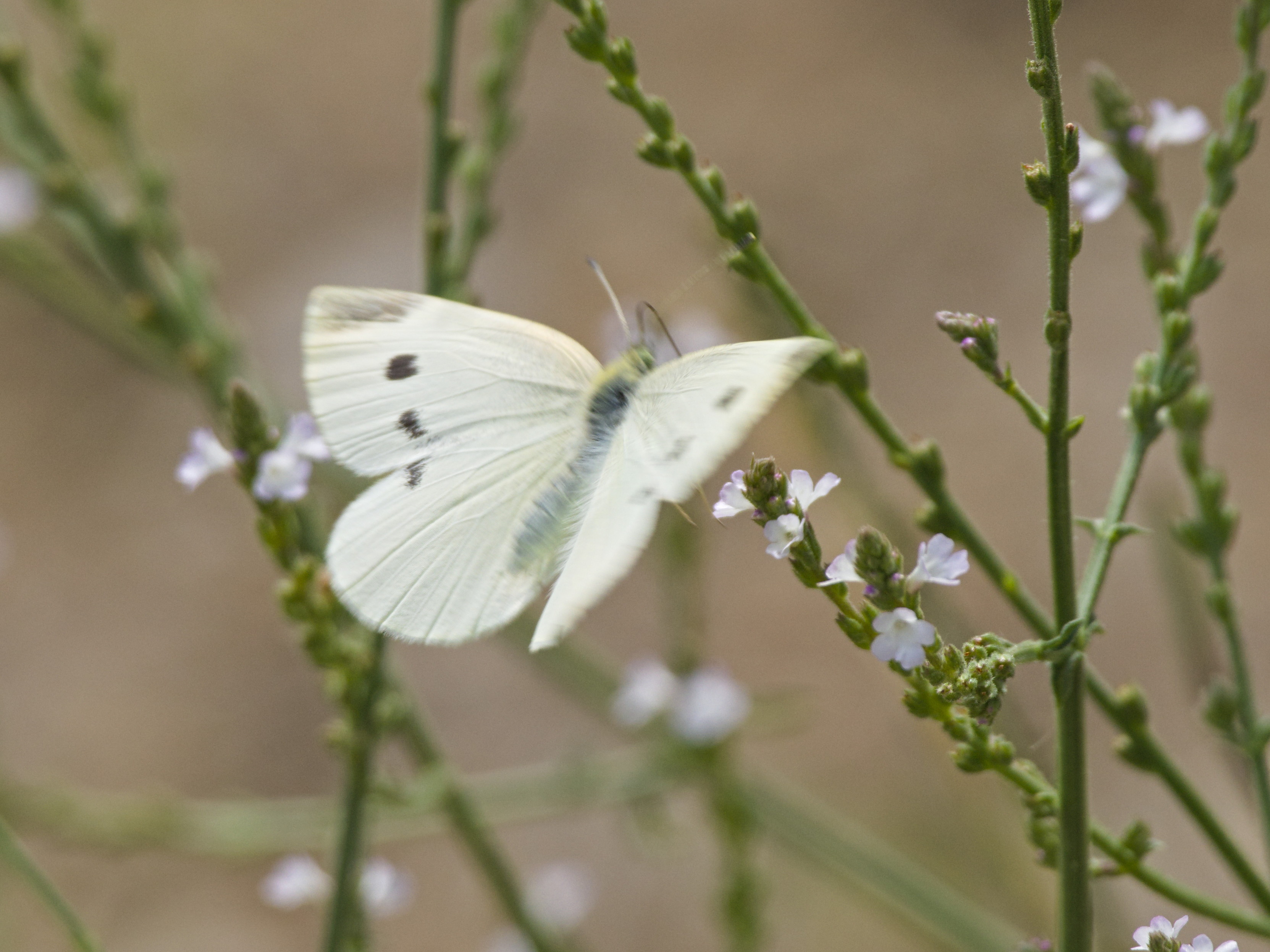 Ein weißer Kleiner Kohlweißling fliegt von der Blüte auf. Auf den Flügeln sind 2 schwarze Punkte im Vorderflügel und einer am Flügelrand des Hinterflügels.